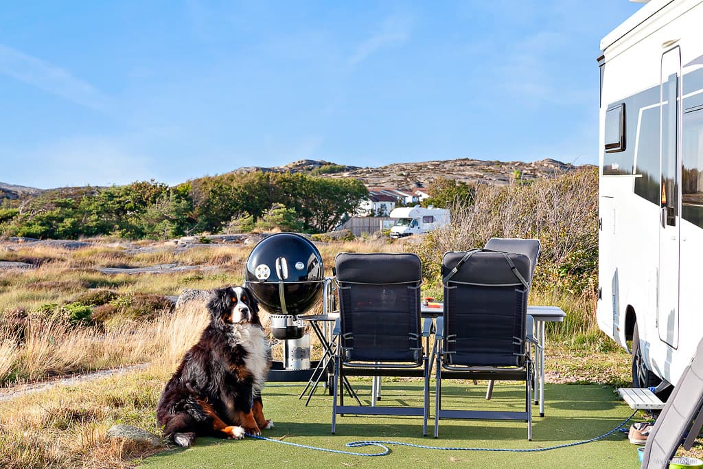Hundvänlig camping på First Camp Solvik - Kungshamn, en perfekt camping för dig som campar med hund.